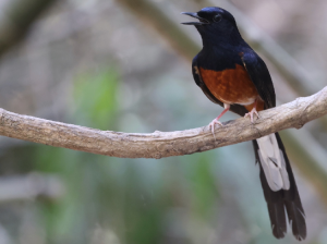 White-rumped Shama, 白腰鹊鸲, Copsychus malabaricus-gallery-