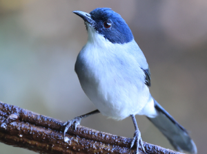 Black-headed Sibia, 黑头奇鹛, Heterophasia desgodinsi-gallery-