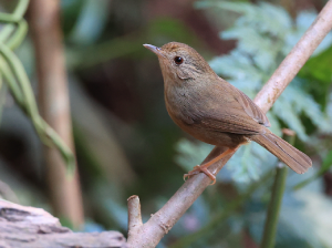 Buff-breasted Babbler, 棕胸雅鹛, Pellorneum tickelli-gallery-