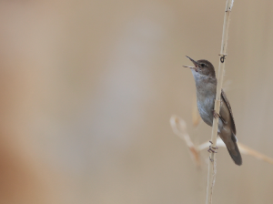 Savi’s Warbler, 鸲蝗莺, Locustella luscinioides-gallery-