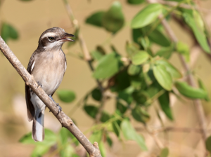 Sri Lanka Woodshrike, 斯里兰卡林鵙, Tephrodornis affinis-gallery-