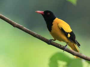 Black-hooded Oriole, 黑头黄鹂, Oriolus xanthornus-gallery-