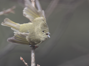 Yellow-browed Tit, 黄眉林雀, Sylviparus modestus-gallery-