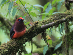 Ward’s Trogon, 红腹咬鹃, Harpactes wardi-gallery-