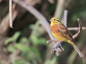 Yellowhammer, 黄鹀, Emberiza citrinella-gallery-