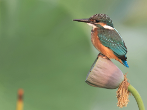 Common Kingfisher, 普通翠鸟, Alcedo atthis-gallery-