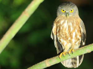 Andaman Hawk Owl, 安达曼鹰鸮, Ninox affinis-gallery-