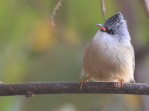 Black-chinned Yuhina, 黑颏凤鹛, Yuhina nigrimenta-gallery-