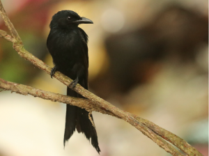 Andaman Drongo, 安达曼卷尾, Dicrurus andamanensis-gallery-