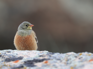 Ortolan Bunting, 圃鹀, Emberiza hortulana-gallery-