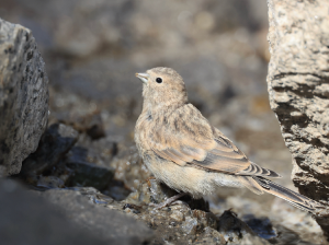 Twite, 黄嘴朱顶雀, Linaria flavirostris-gallery-