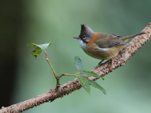 Whiskered Yuhina, 黄颈凤鹛, Yuhina flavicollis-gallery-