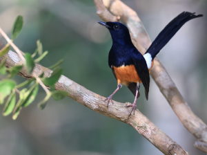 White-rumped Shama, 白腰鹊鸲, Copsychus malabaricus-gallery-