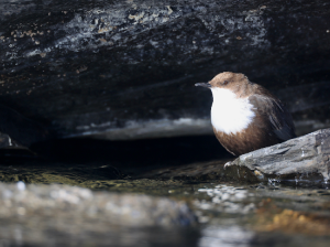 White-throated Dipper, 河乌, Cinclus cinclus-gallery-