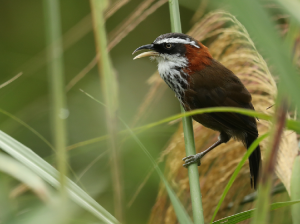 Taiwan Scimitar Babbler, 台湾棕颈钩嘴鹛, Pomatorhinus musicus-gallery-