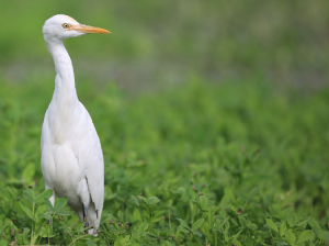 Eastern Cattle Egret, 牛背鹭, Bubulcus coromandus-gallery-