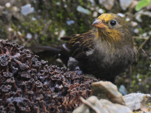 Yellow-rumped Honeyguide, 黄腰响蜜?, Indicator xanthonotus-gallery-