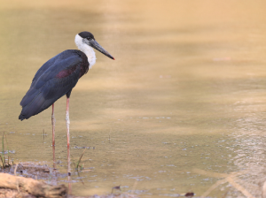 Woolly-necked Stork, 白颈鹳, Ciconia episcopus-gallery-