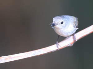 Little Pied Flycatcher, 小斑姬鹟, Ficedula westermanni-gallery-