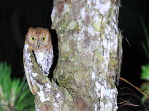 Oriental Scops Owl, 红角鸮, Otus sunia-gallery-