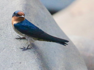 Pacific Swallow, 洋斑燕, Hirundo tahitica-gallery-