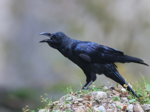 Eastern Jungle Crow, 丛林鸦, Corvus levaillantii-gallery-