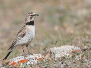 Tibetan Lark, 长嘴百灵, Melanocorypha maxima-gallery-