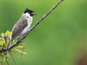 Sooty-headed Bulbul, 白喉红臀鹎, Pycnonotus aurigaster-gallery-