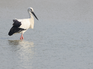 Oriental Stork, 东方白鹳, Ciconia boyciana-gallery-