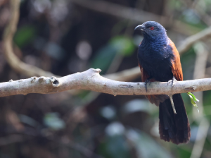 Greater Coucal, 褐翅鸦鹃, Centropus sinensis-gallery-