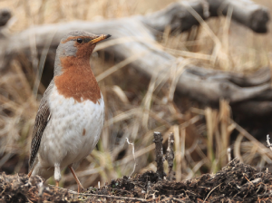 Red-throated Thrush, 赤颈鸫, Turdus ruficollis-gallery-