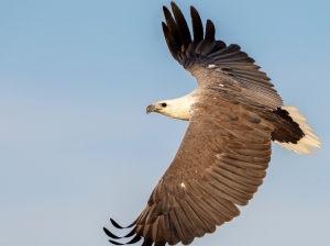 White-bellied Sea Eagle, 白腹海雕, Haliaeetus leucogaster-gallery-