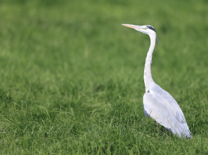 Grey Heron, 苍鹭, Ardea cinerea-gallery-