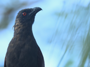 Andaman Coucal, 褐鸦鹃, Centropus andamanensis-gallery-