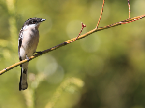 Bar-winged Flycatcher Shrike, 褐背鹟鵙, Hemipus picatus-gallery-