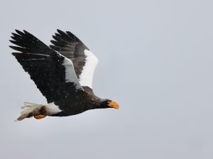 Steller’s Sea Eagle, 虎头海雕, Haliaeetus pelagicus-gallery-