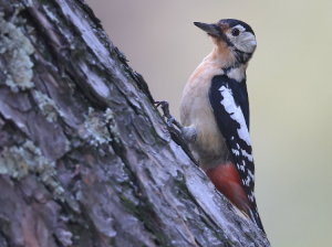 Himalayan Woodpecker, 喜马拉雅啄木鸟, Dendrocopos himalayensis-gallery-