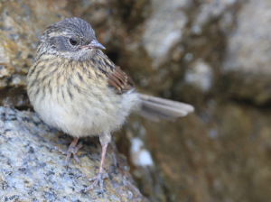 Robin Accentor, 鸲岩鹨, Prunella rubeculoides-gallery-