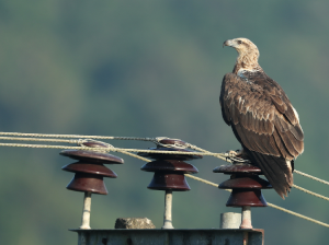 White-bellied Sea Eagle, 白腹海雕, Haliaeetus leucogaster-gallery-