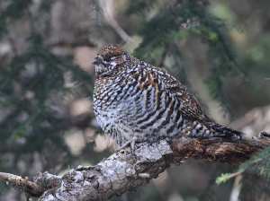 Chinese Grouse, 斑尾榛鸡, Tetrastes sewerzowi-gallery-