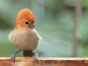 Rufous-headed Parrotbill, 红头鸦雀, Psittiparus bakeri-gallery-