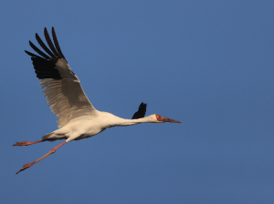 Oriental Stork, 东方白鹳, Ciconia boyciana-gallery-