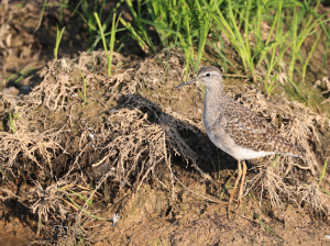 Wood Sandpiper, 林鹬, Tringa glareola-gallery-