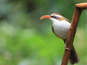 Red-billed Scimitar Babbler, 棕头钩嘴鹛, Pomatorhinus ochraceiceps-gallery-