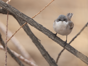 Desert Whitethroat, 沙白喉林莺, Sylvia minula-gallery-