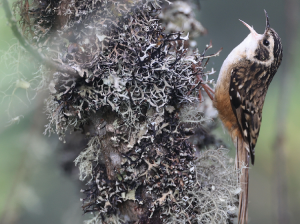 Rusty-flanked Treecreeper, 锈红腹旋木雀, Certhia nipalensis-gallery-