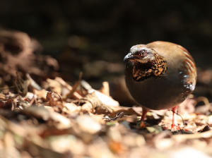 Rufous-throated Partridge, 红喉山鹧鸪, Arborophila rufogularis-gallery-