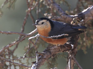 Przevalski’s Nuthatch, 白脸, Sitta przewalskii-gallery-