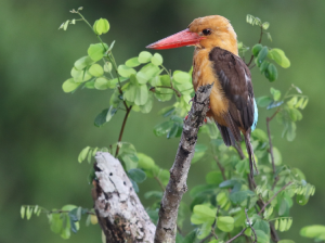 Brown-winged Kingfisher, 褐翅翡翠, Pelargopsis amauroptera-gallery-