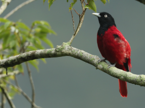 Maroon Oriole, 朱鹂, Oriolus traillii-gallery-